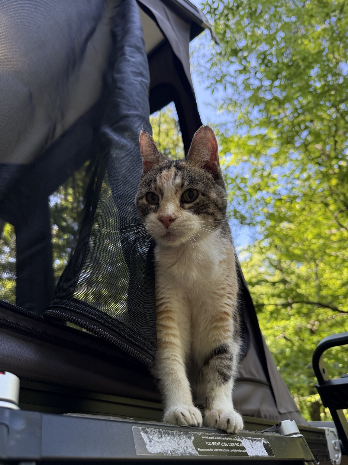 Shop cat at camp